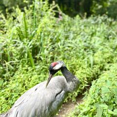 Galeria - Imagem 15 da Visita ao Parque Biolgico de Gaia