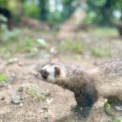 Galeria - Imagem 7 da Visita ao Parque Biolgico de Gaia