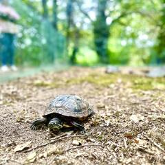 Galeria - Imagem 5 da Visita ao Parque Biolgico de Gaia